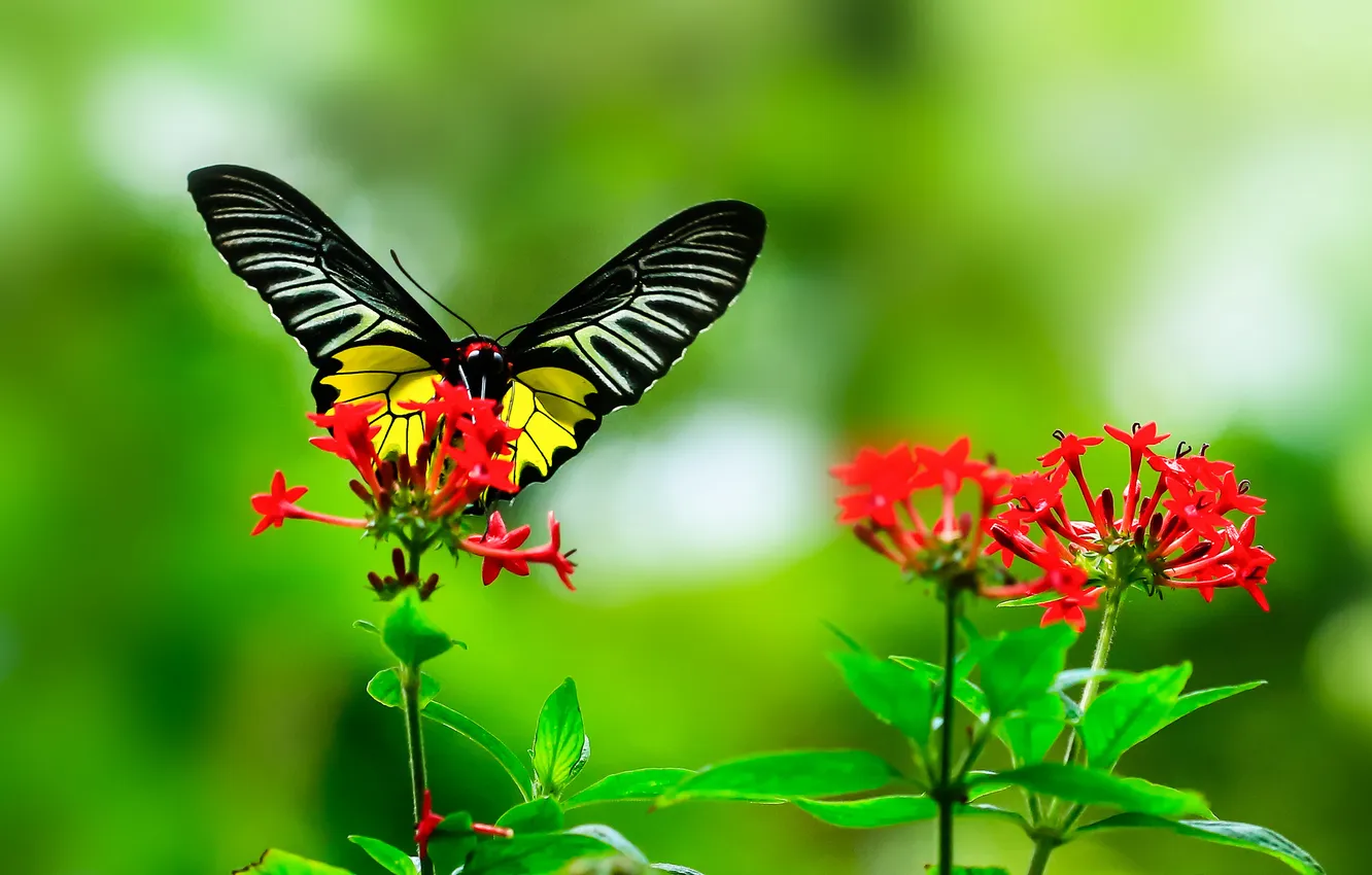 Фото обои цветок, листья, бабочка, растение, крылья, насекомое