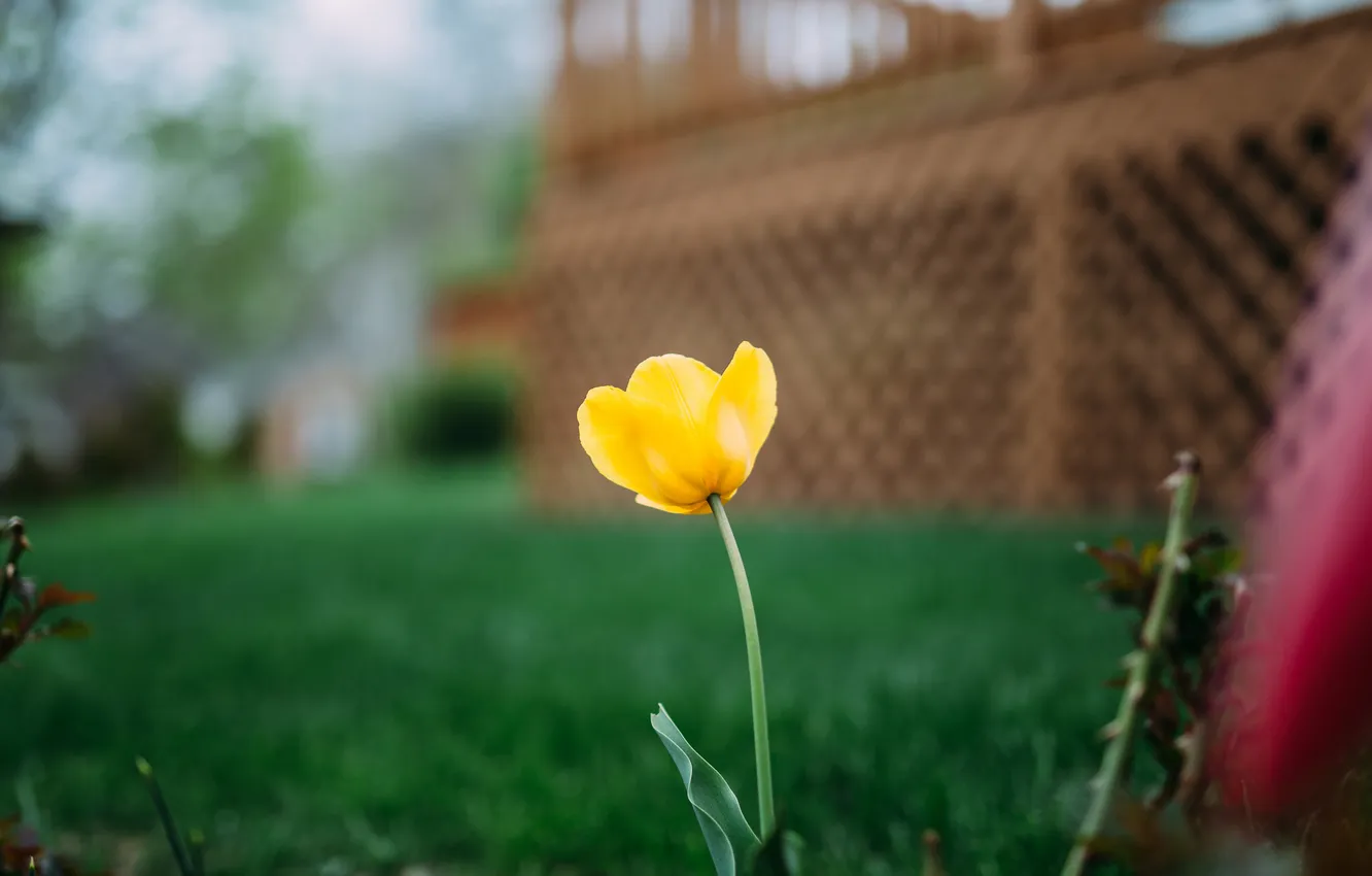 Фото обои цветок, желтый, тюльпан, лепестки