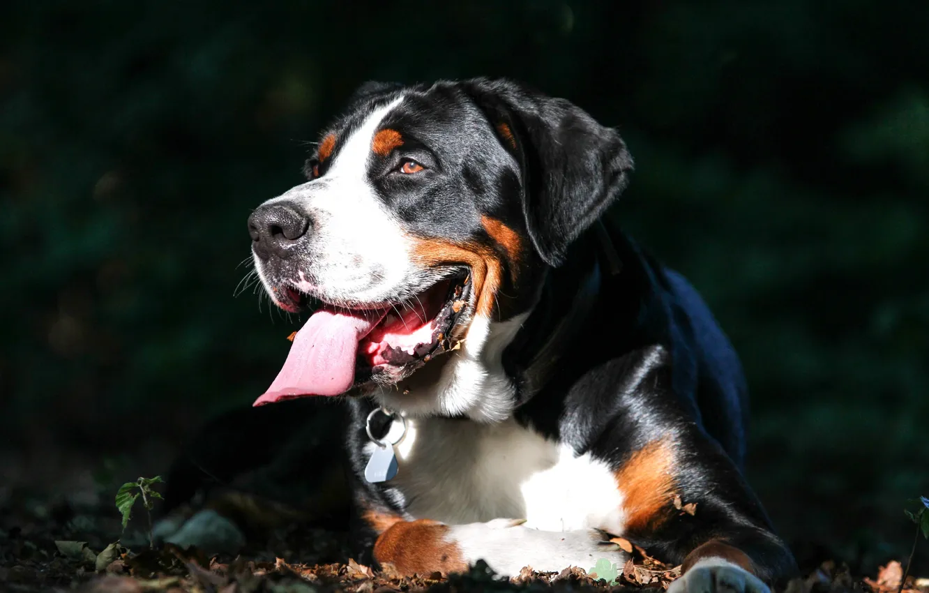 Фото обои язык, морда, собака, Большой швейцарский зенненхунд