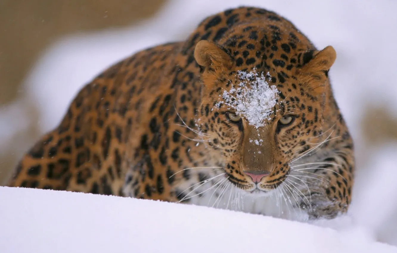 Фото обои animals, snow, leopard (animal), brown and black leopard print textile