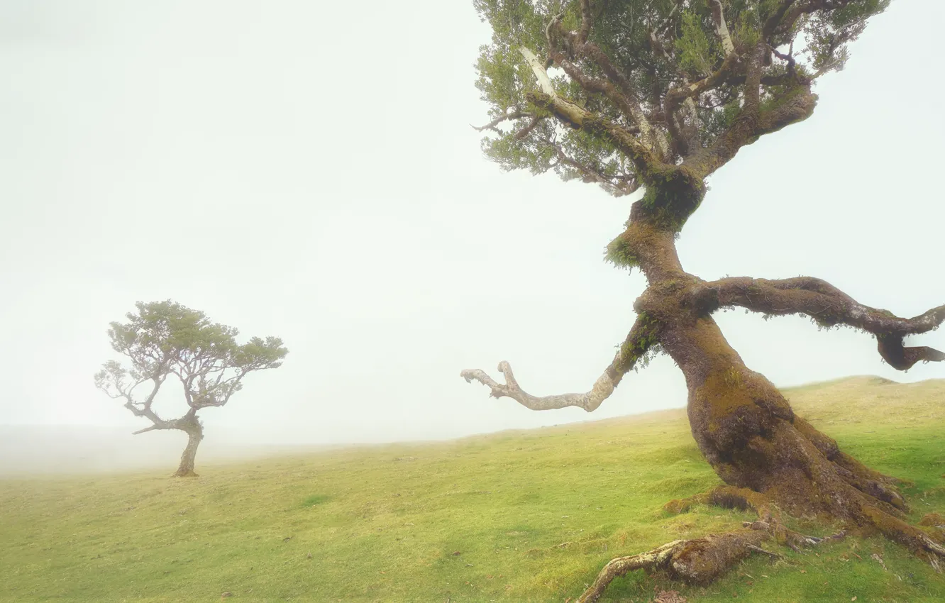 Фото обои деревья, туман, фигуры, trees, fog, figures, Manuel Ponce Luque, Come Back To Me