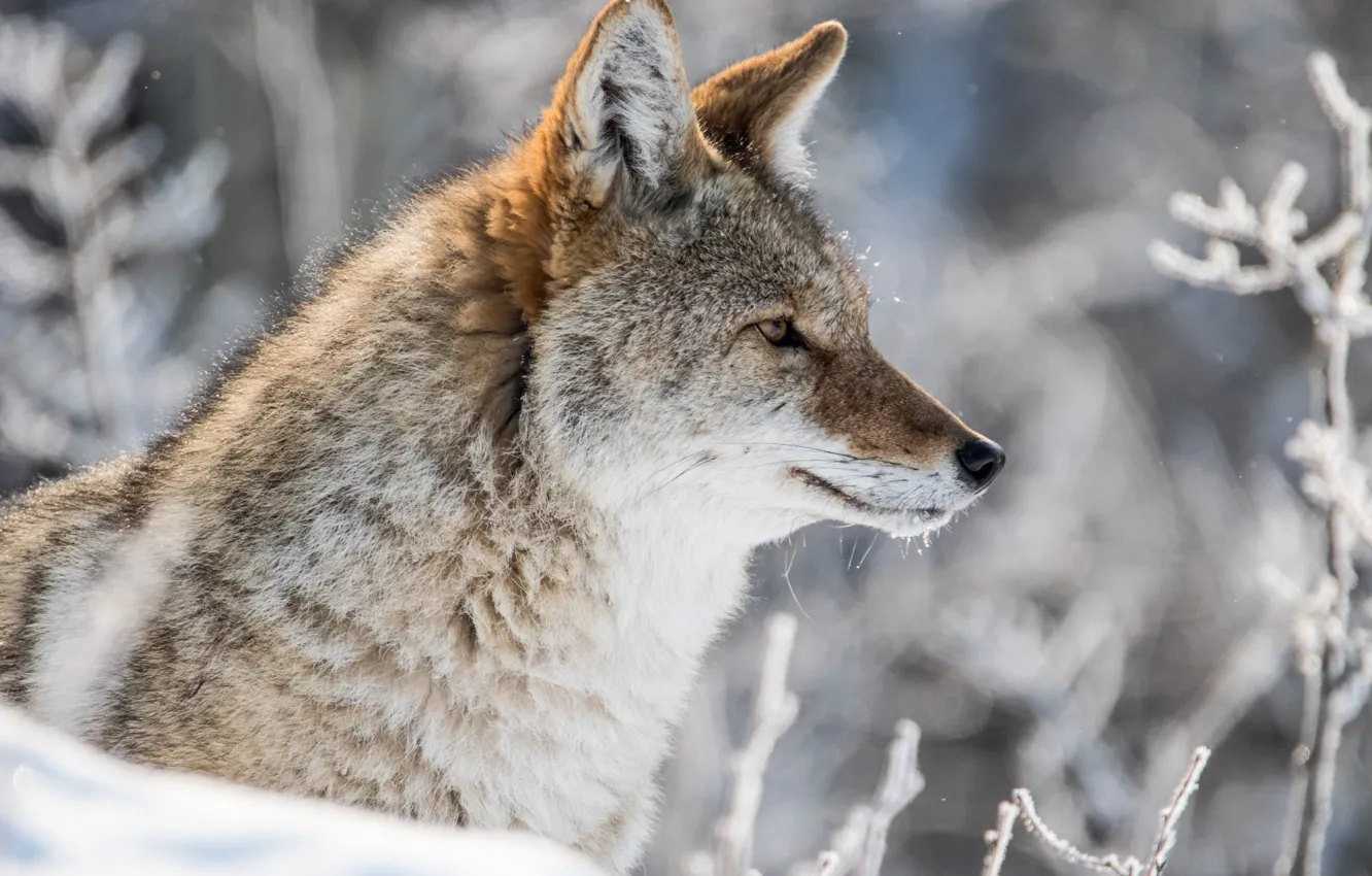 Фото обои зима, снег, портрет, профиль, койот, луговой волк