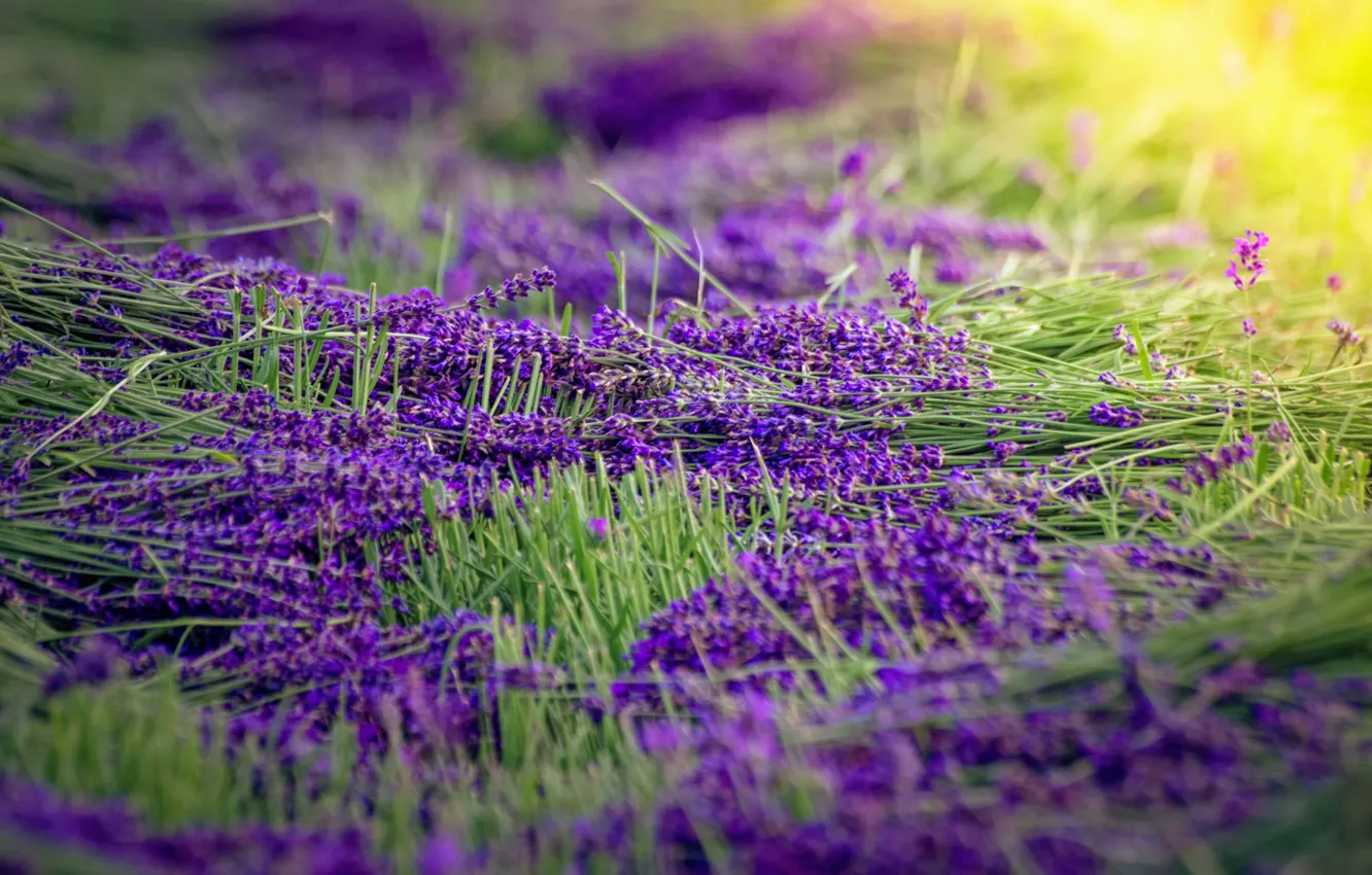 Фото обои flowers, lavender, sunlight, harvest