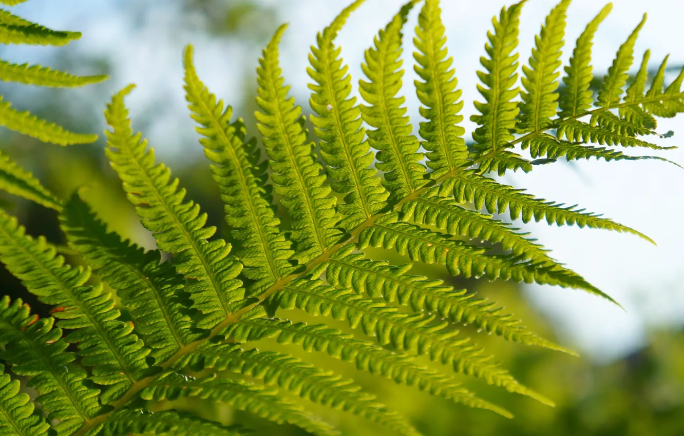 Фото обои green, leaf, fern