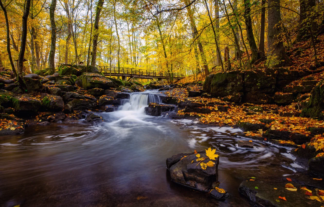 Фото обои осень, лес, камни, водопад