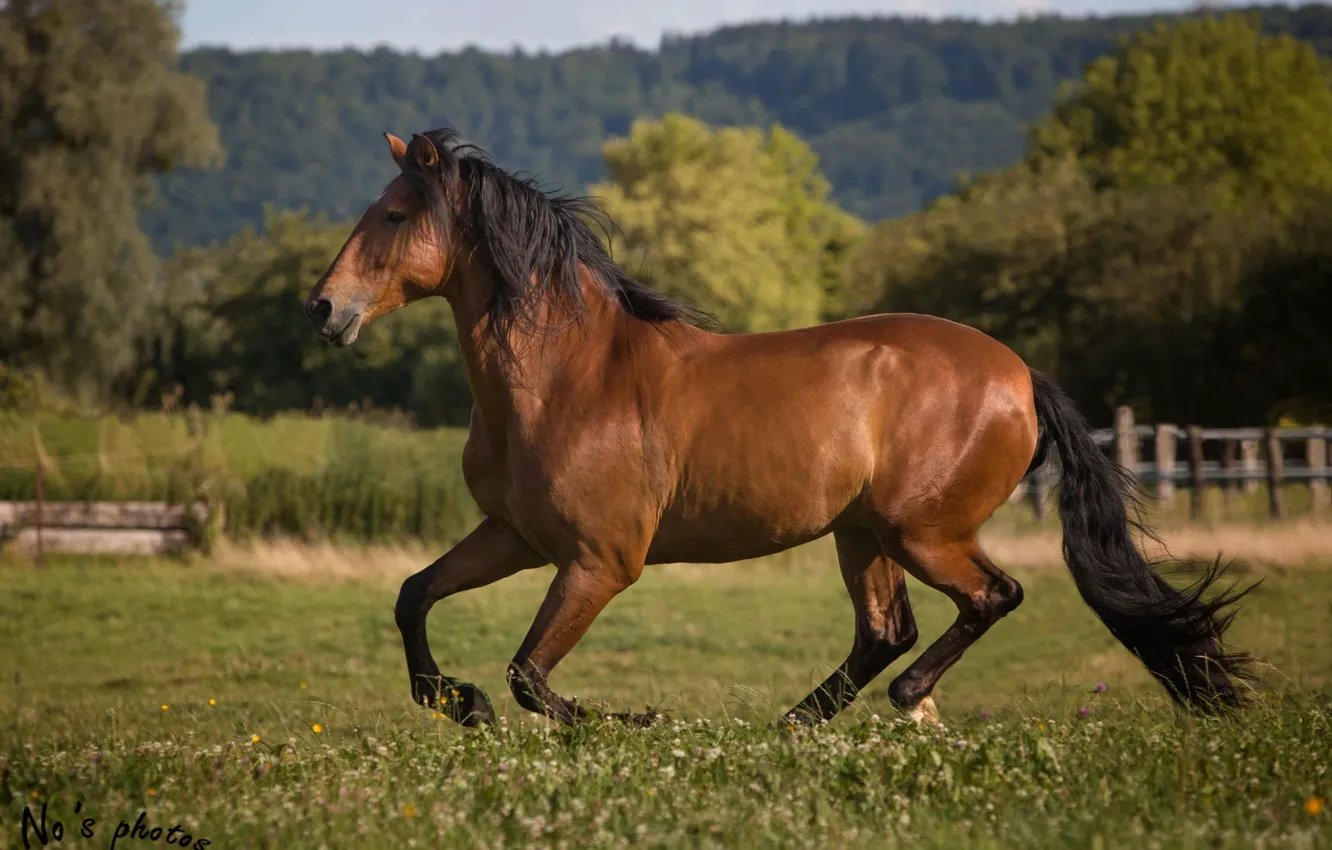 Фото обои лето, движение, конь, лошадь, мощь, бег, грация, загон