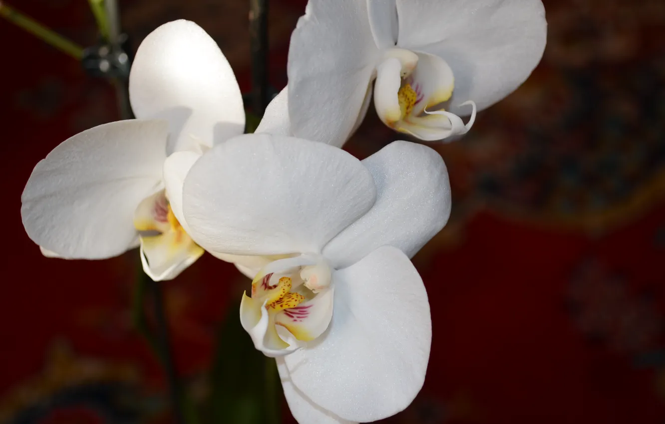 Фото обои цветы, орхидея, белый цвет