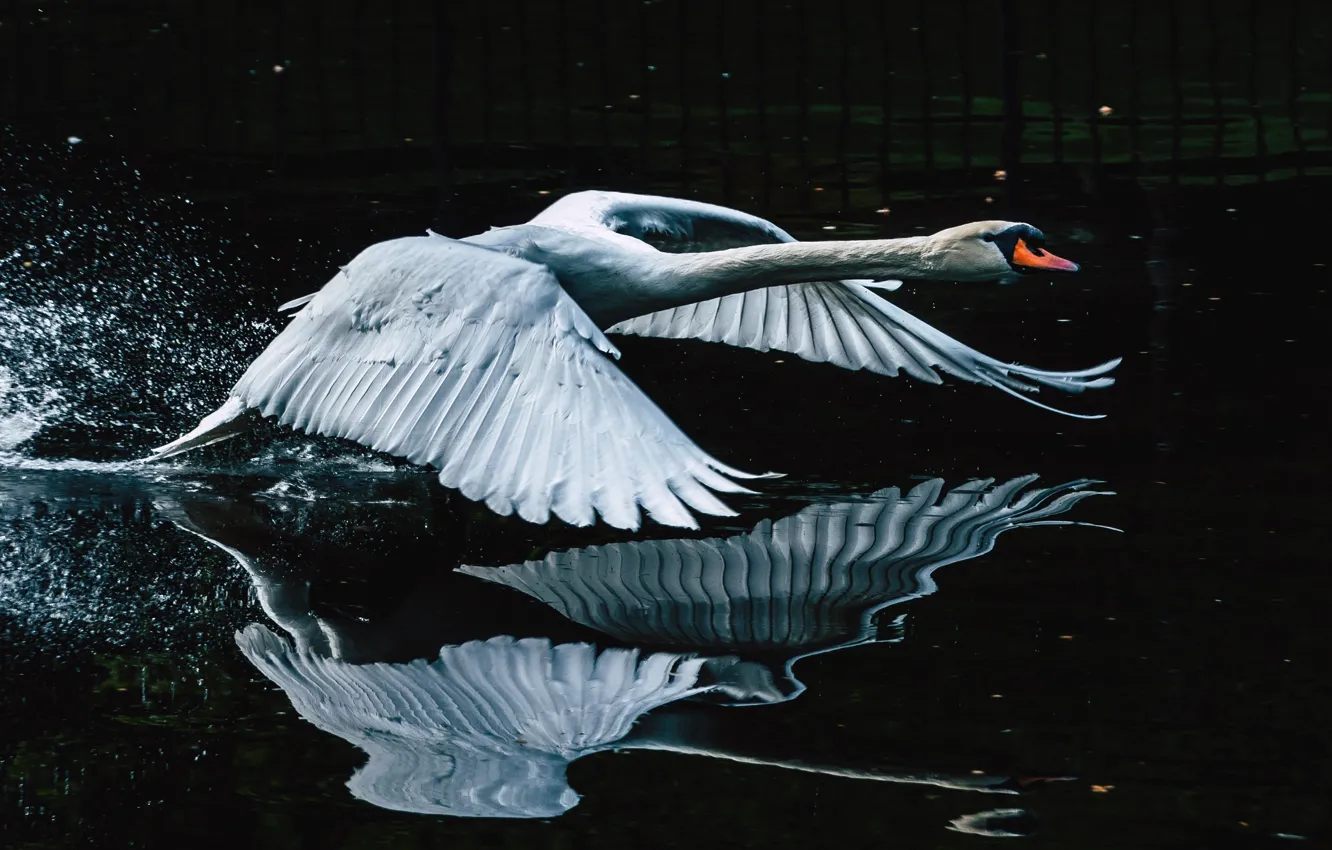 Фото обои вода, природа, отражение, птица, лебедь, полёт