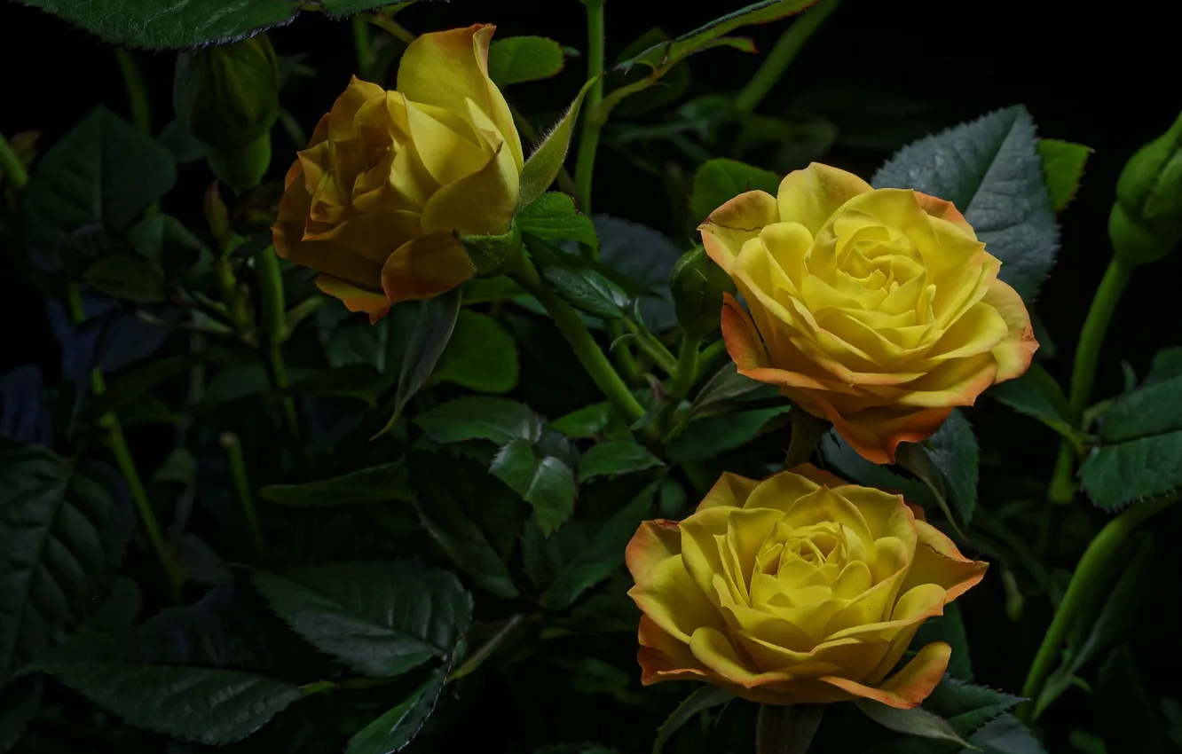 Фото обои розы, желтые, трио