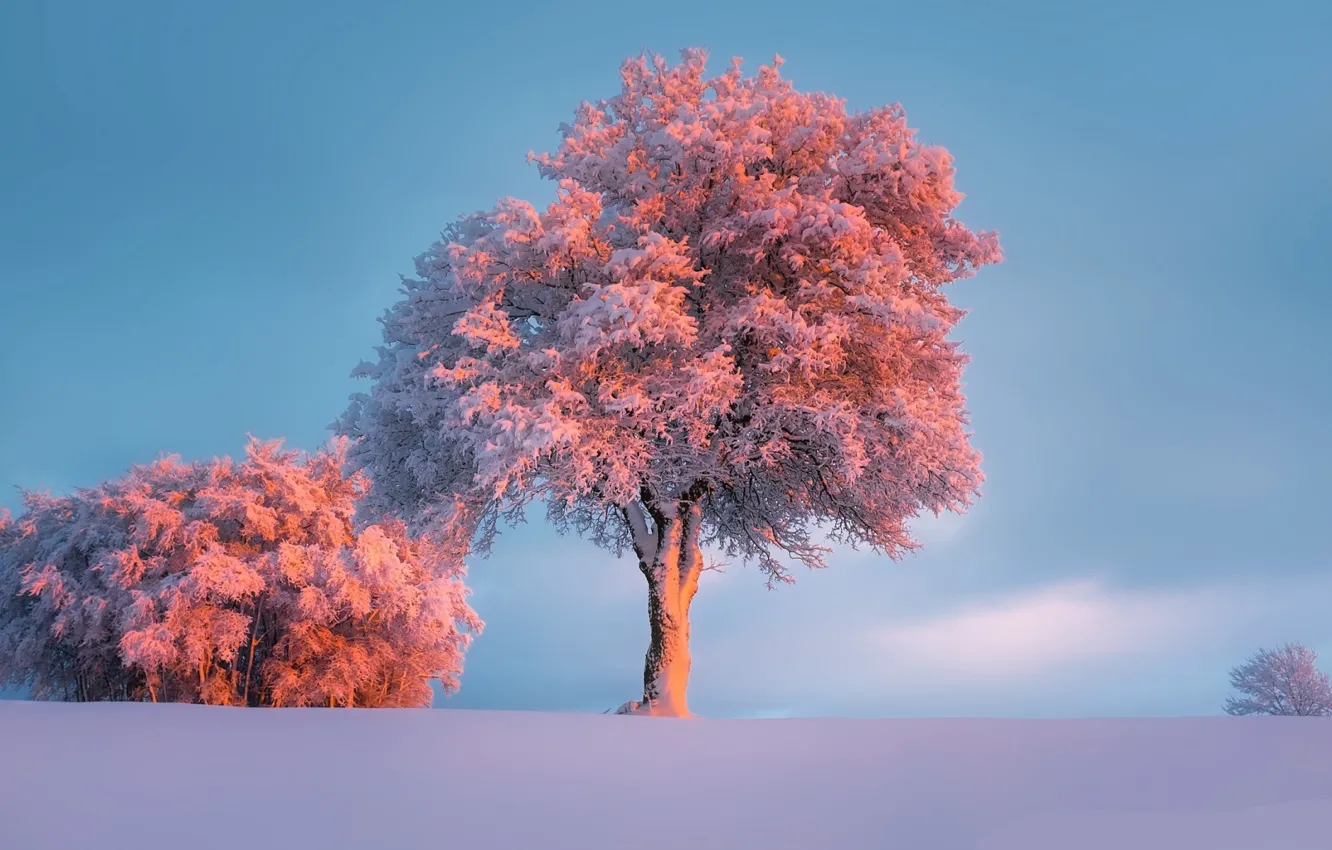 Фото обои иней, солнце, снег, деревья, Зима, мороз