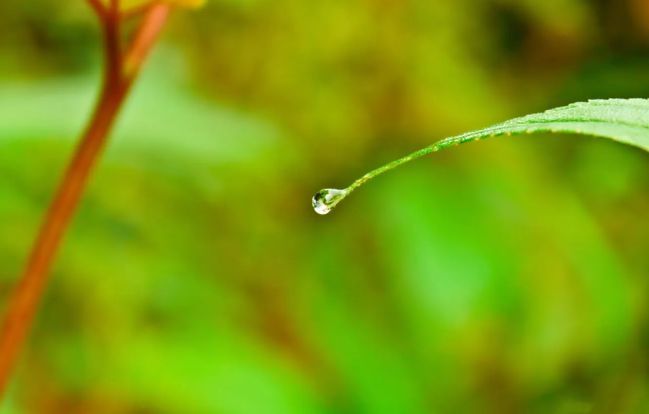 Фото обои лист, капля, воды, drop, water