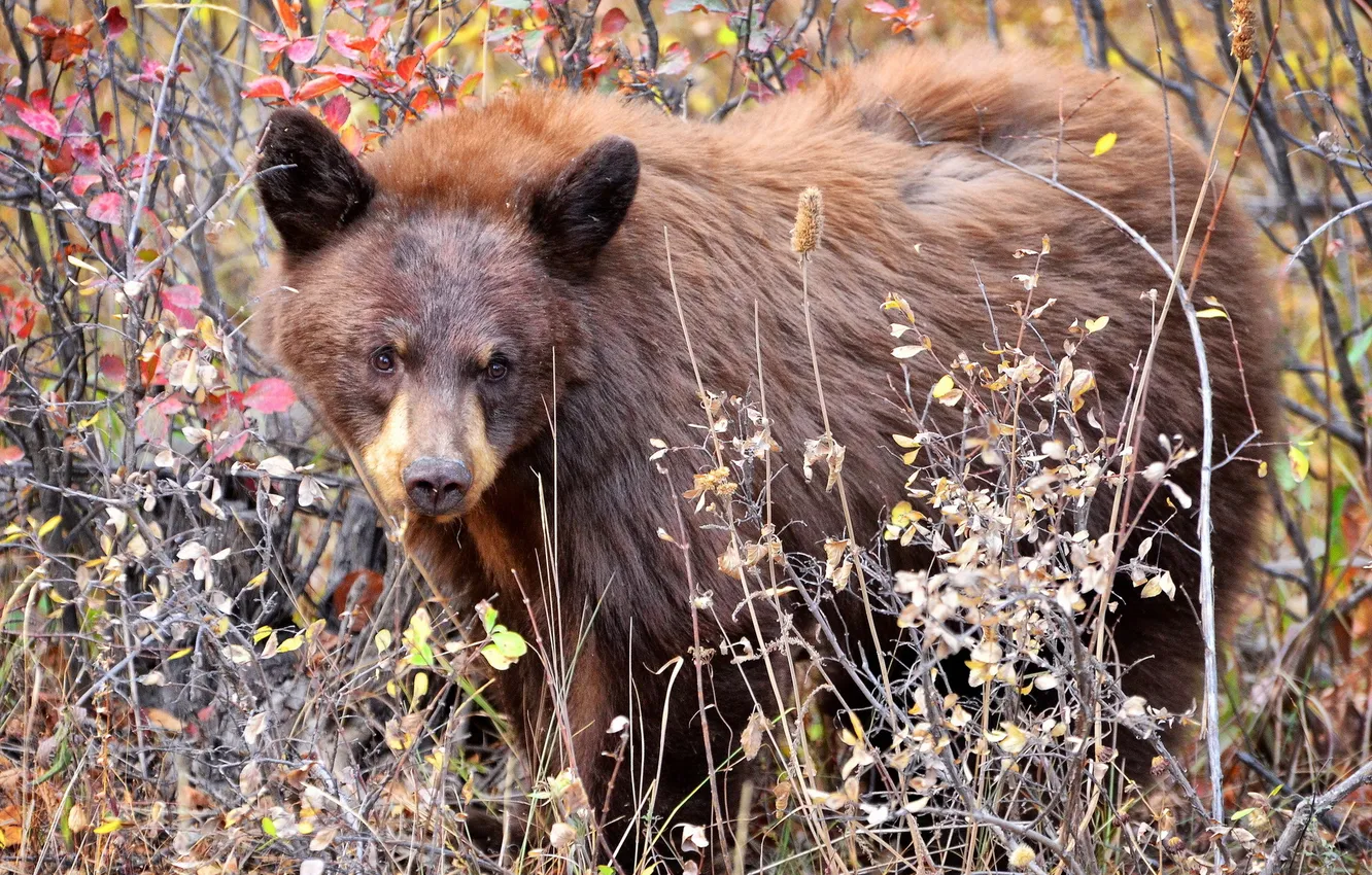 Фото обои осень, природа, медведь