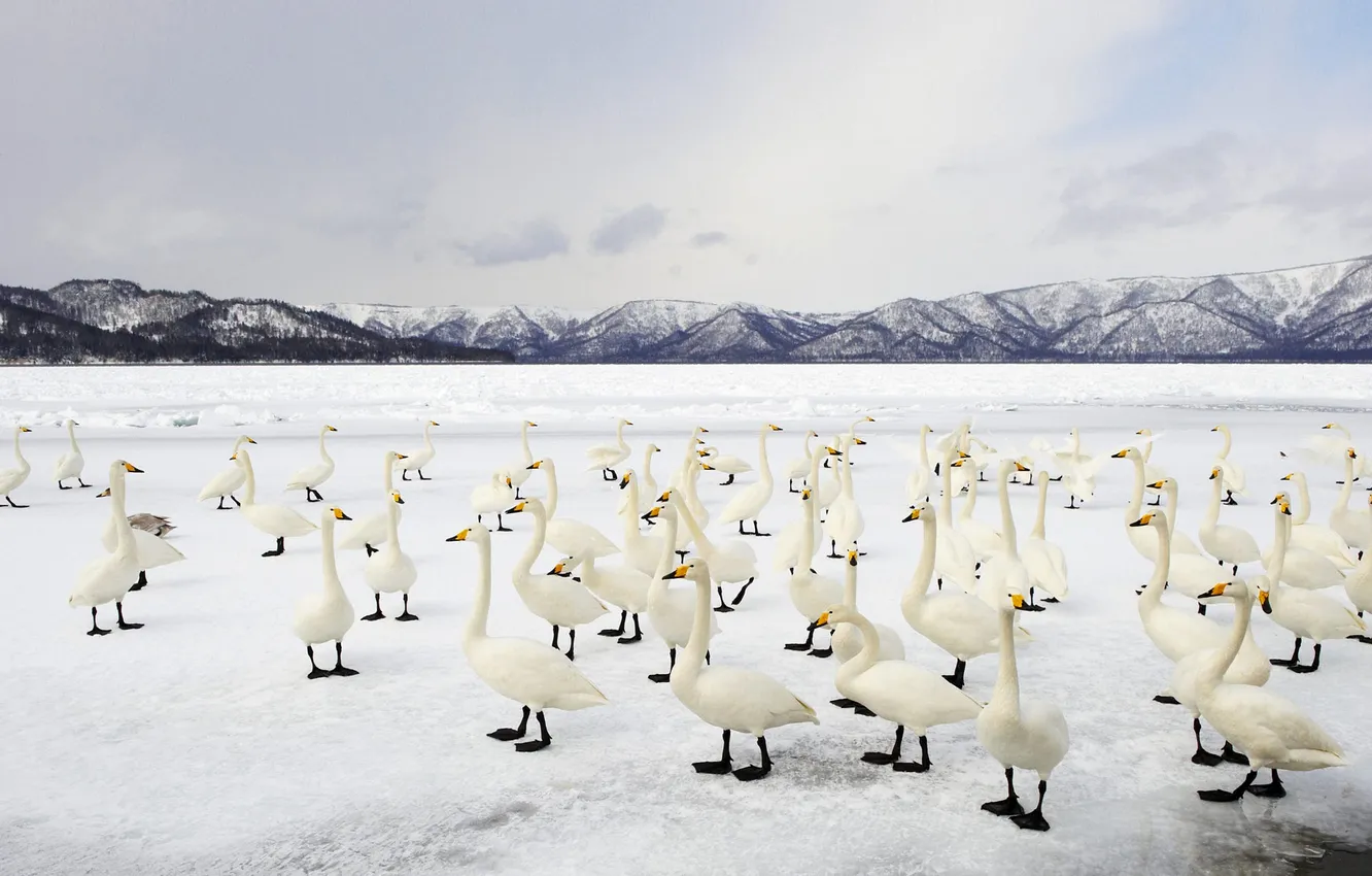 Фото обои птицы, озеро, Япония, Хоккайдо, Куссяро, лебедь-кликун, Национальный парк Акан
