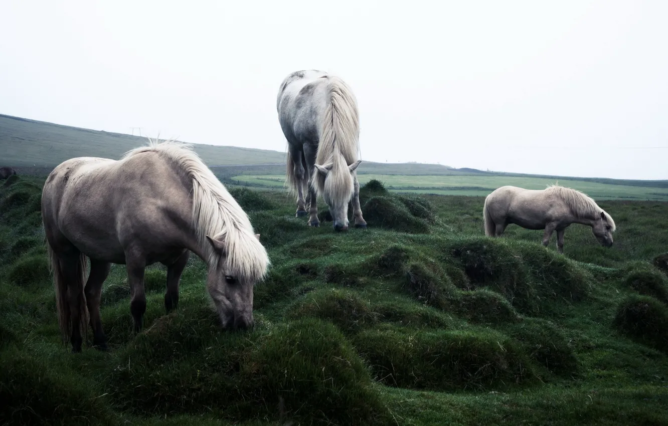 Фото обои поле, природа, кони
