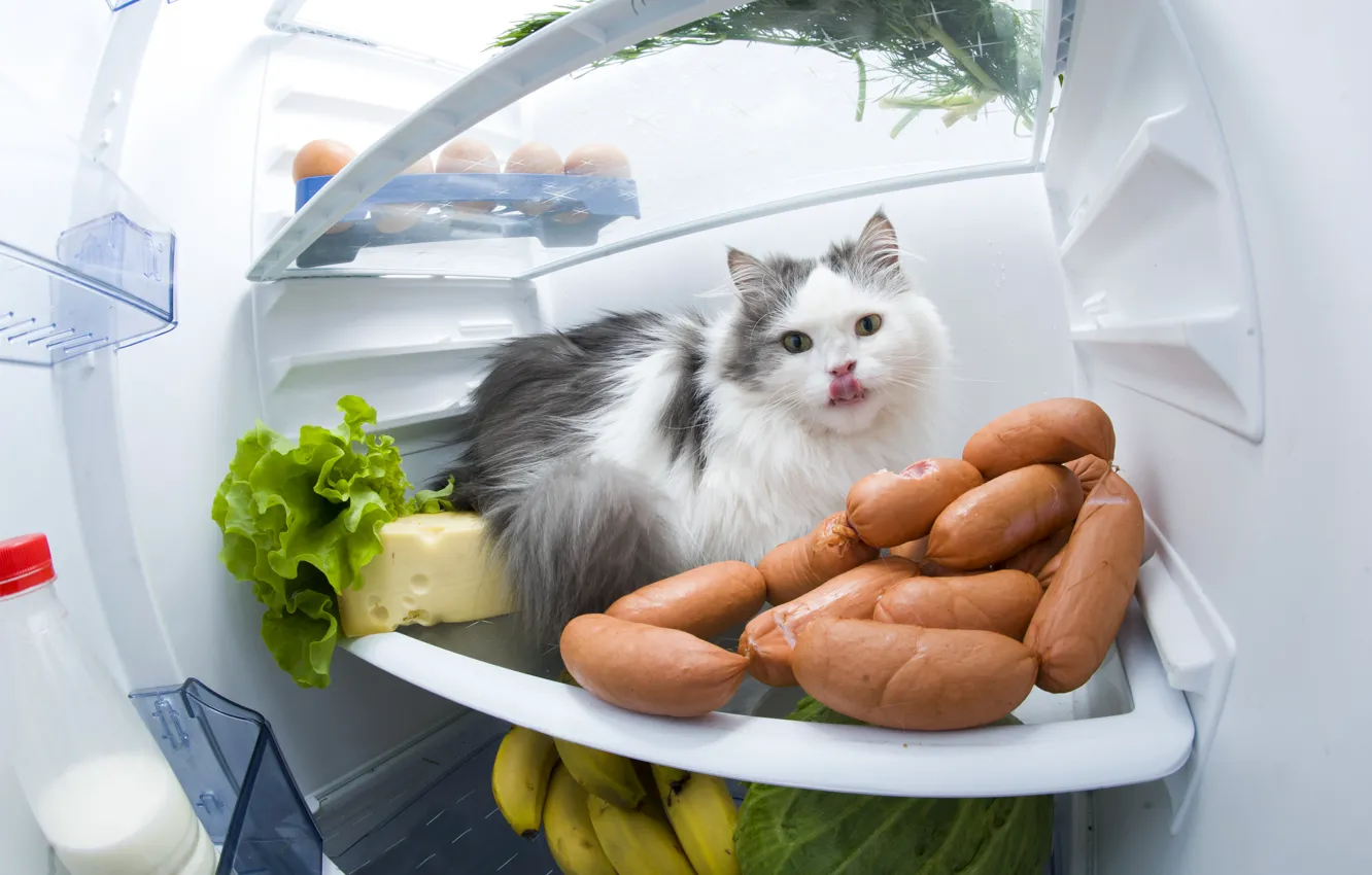 Фото обои Кошка, Животные, Холодильник, Сосиска