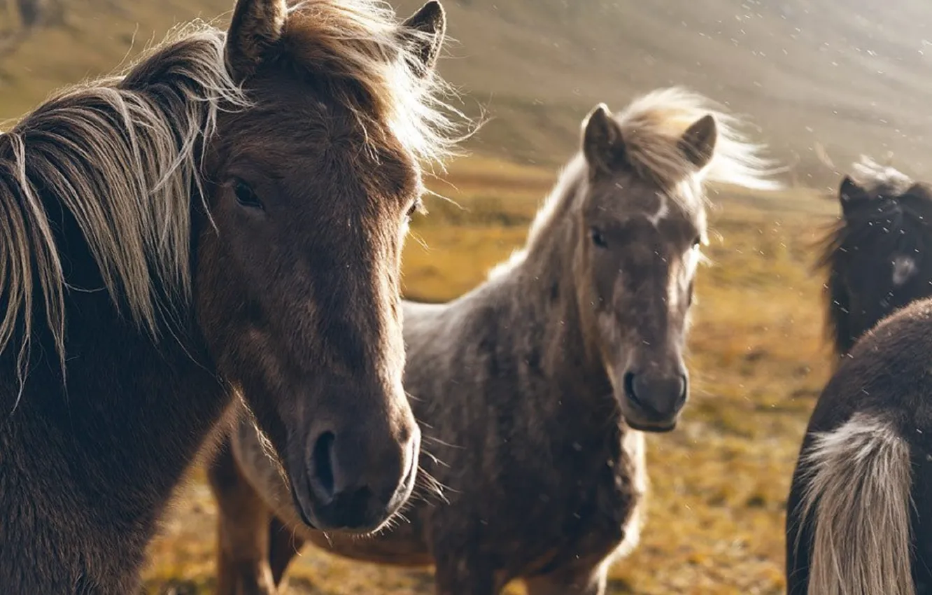 Фото обои осень, лето, лошади, серые, красавицы