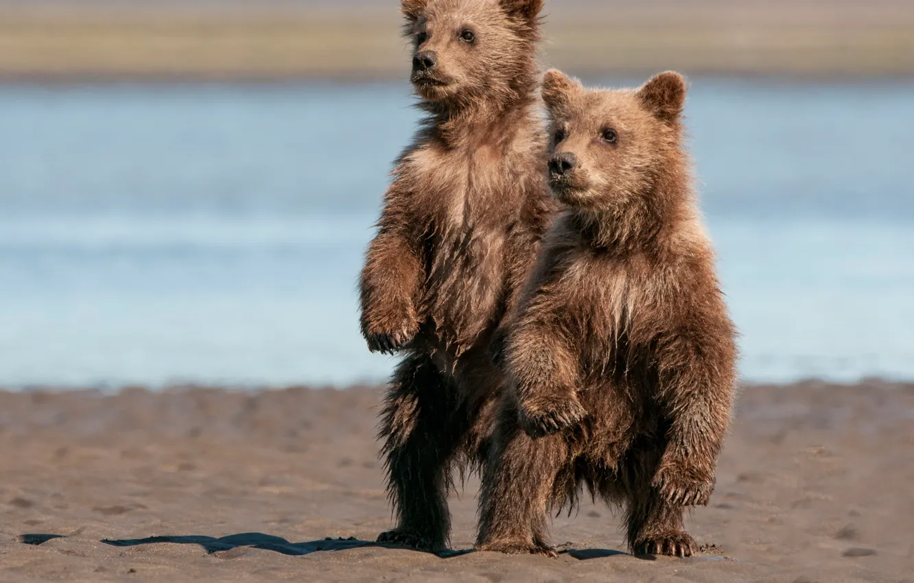 Фото обои медведи, Аляска, пара, Alaska, медвежата, стойка, Lake Clark National Park, два медвежонка