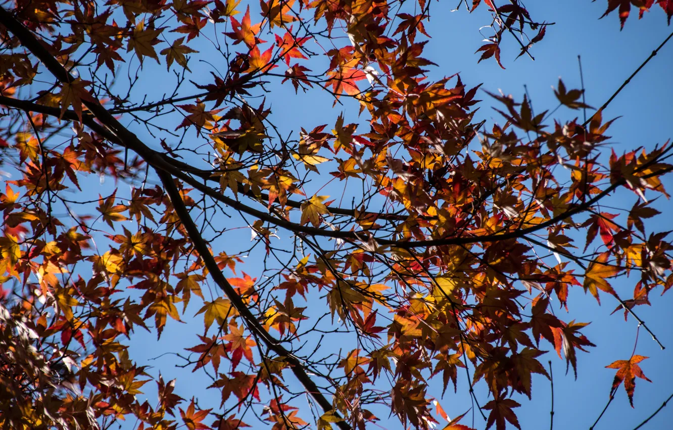 Фото обои осень, листья, colorful, клен, autumn, leaves, осенние, maple