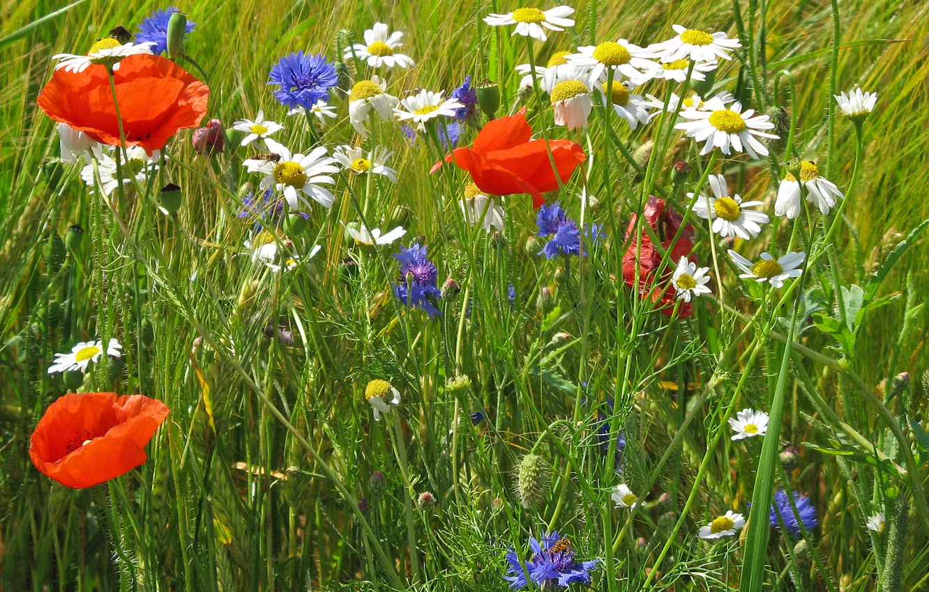 Фото обои поле, трава, цветы, мак, ромашка, луг