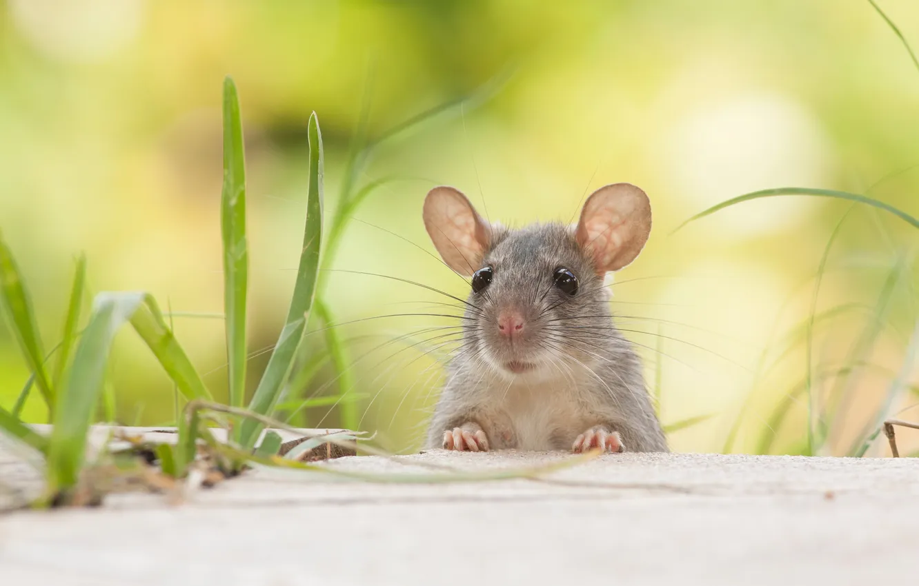 Фото обои white, studio, young, tail, wooden, rat, rats, wildlife