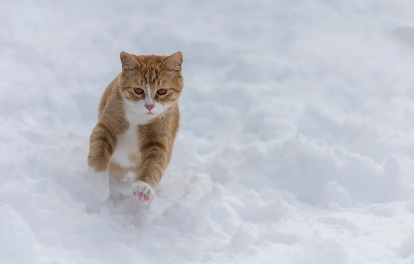 Фото обои зима, кот, снег, прогулка, рыжий кот, пробежка