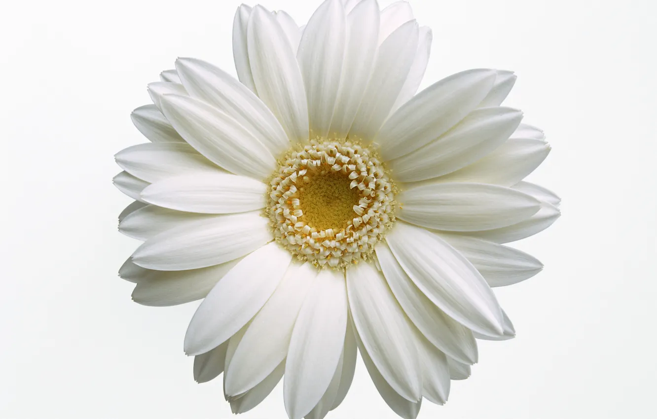 Фото обои белый, цветок, макро, лепестки, ромашка