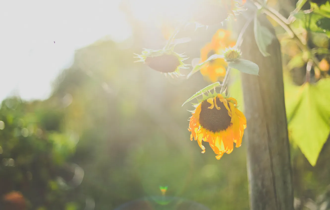 Фото обои цветок, подсолнух, желтые, лепестки