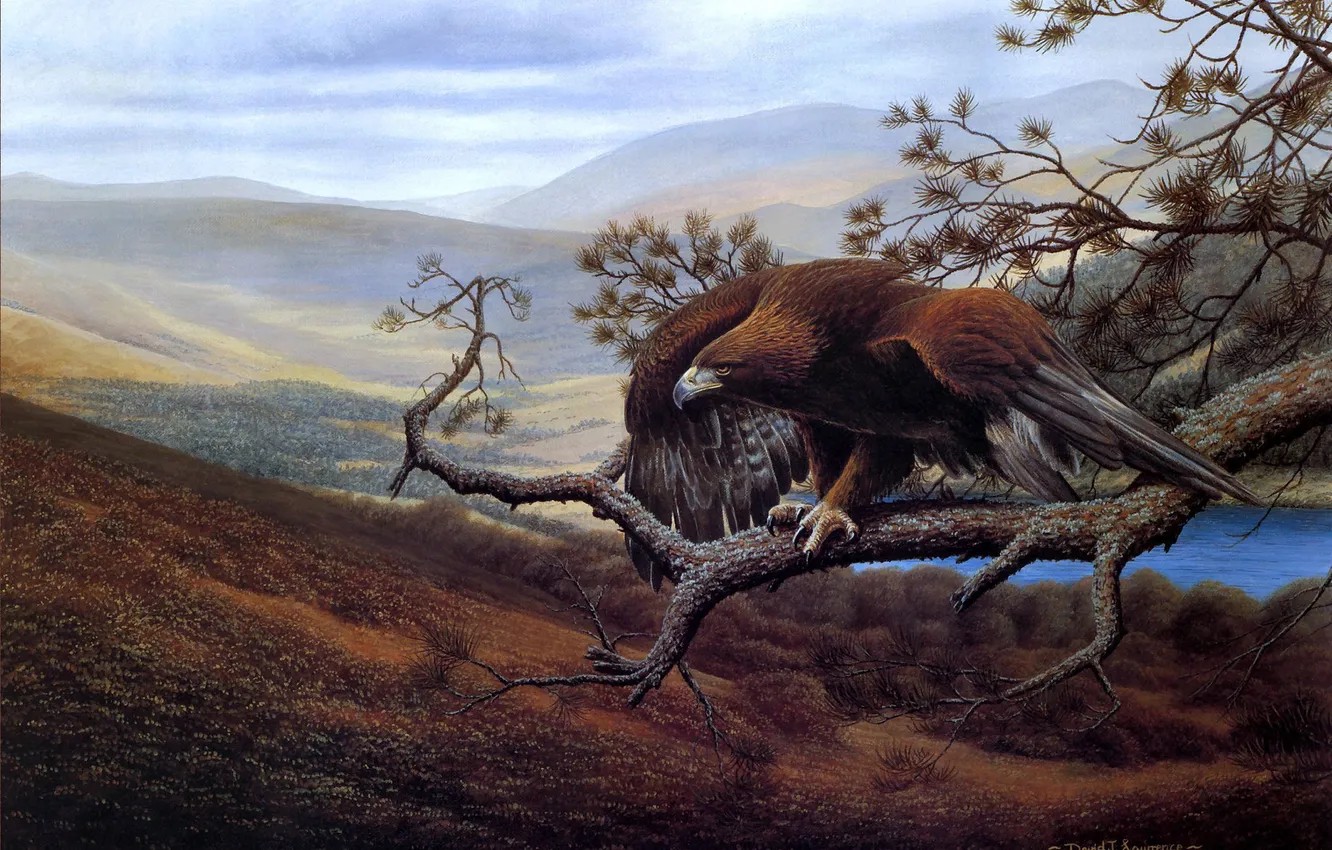 Фото обои пейзаж, птица, ветка, арт, орёл, David J Lawrence