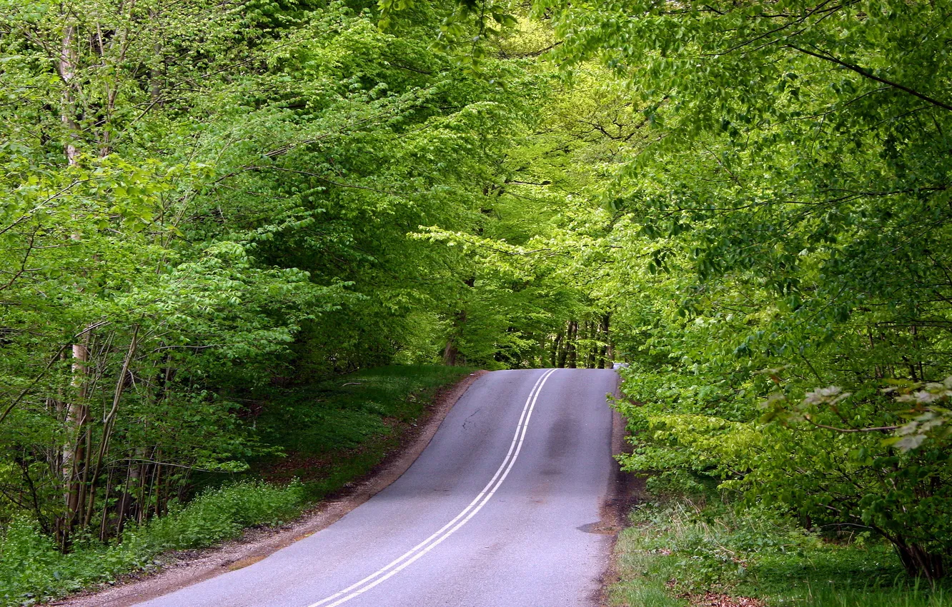 Фото обои дорога, деревья, природа