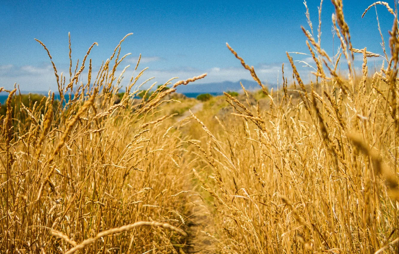 Фото обои пшеница, поле, небо, колос, луг, колосья, тронинка