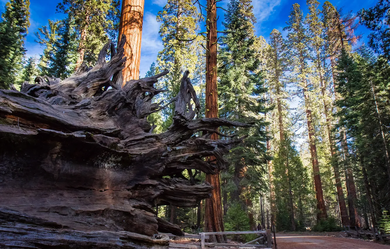 Фото обои forest, tree, sequoia, redwood