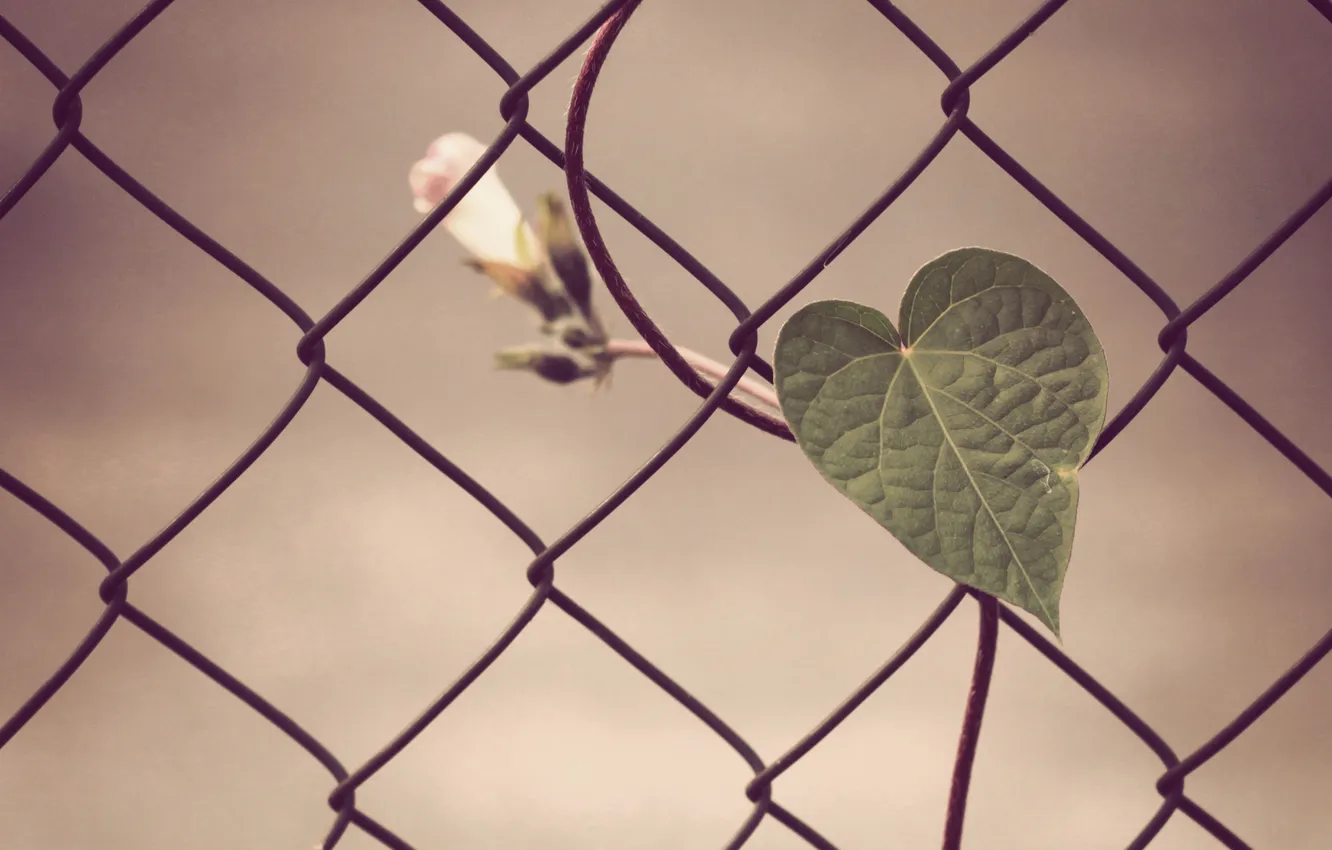 Фото обои сердце, ограда, проволка