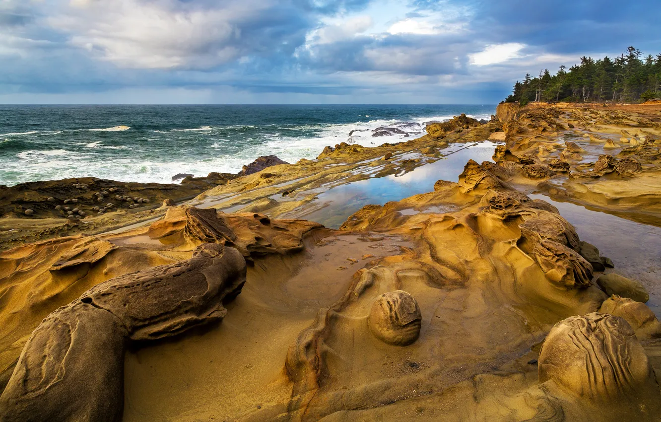 Фото обои лес, пляж, океан, берег, USA, Oregon Coast, Shore Acres Park