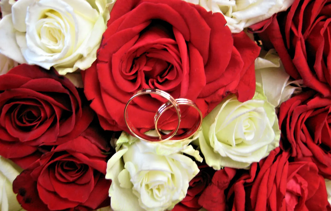 Фото обои розы, Цветы, кольца