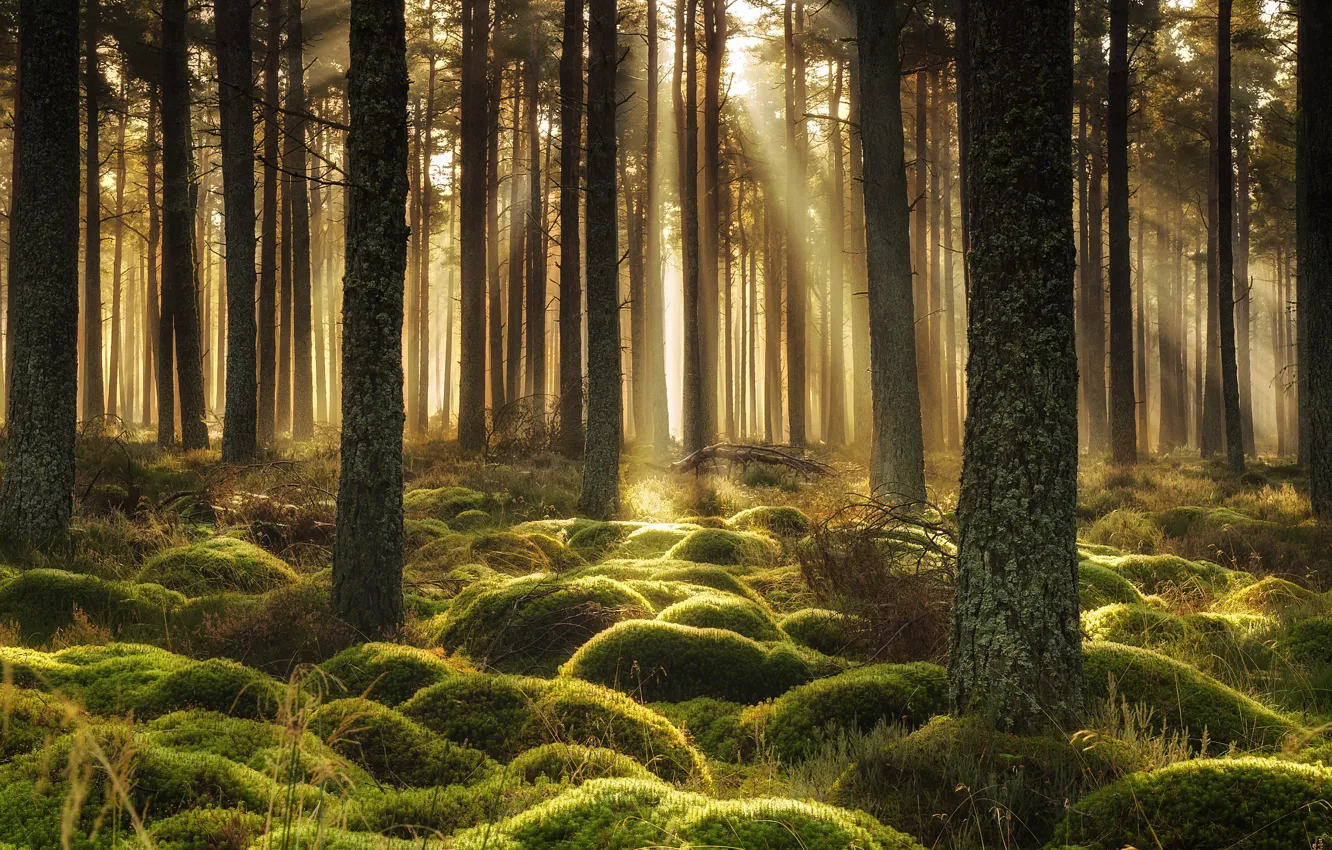 Фото обои лес, свет, мох