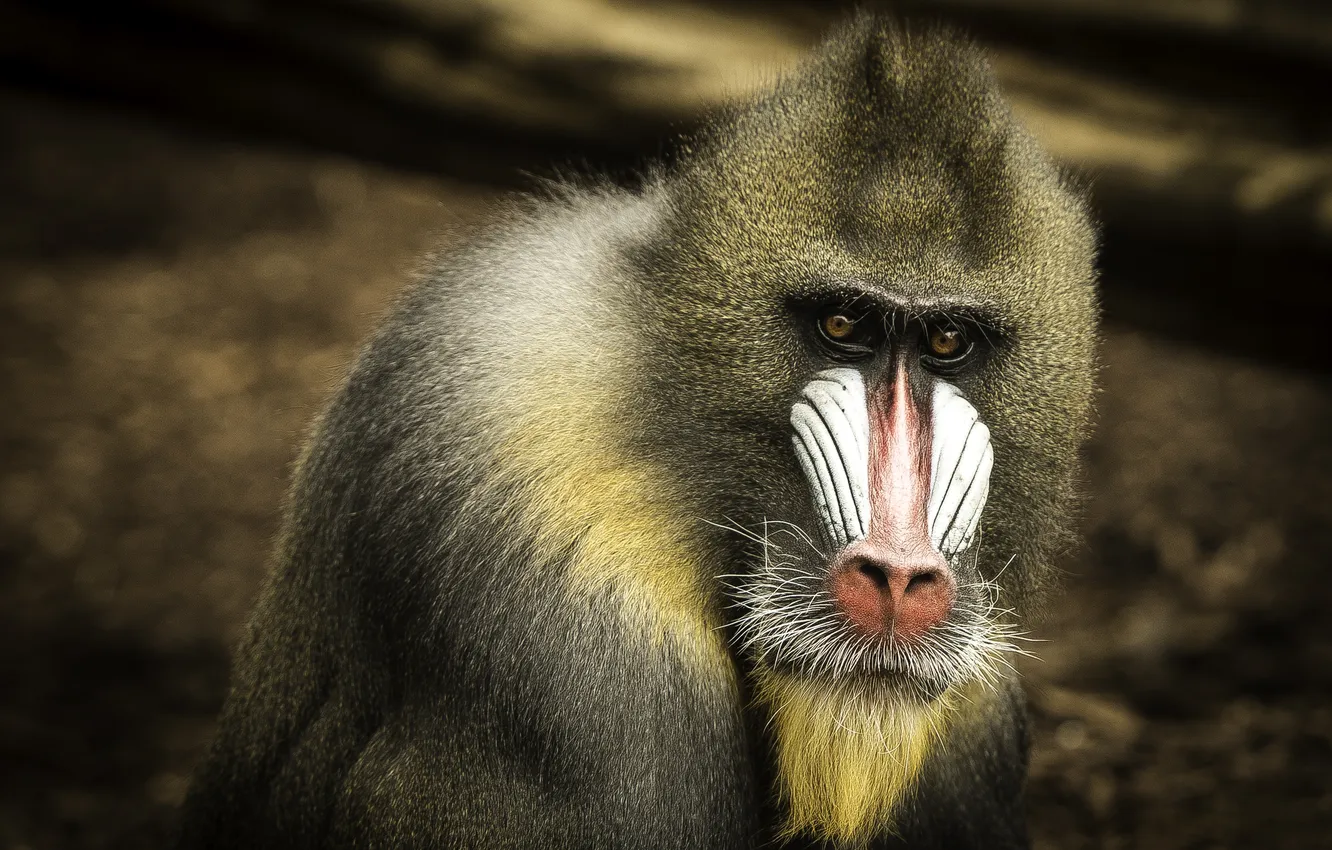Фото обои lonely, blurred, mandrill