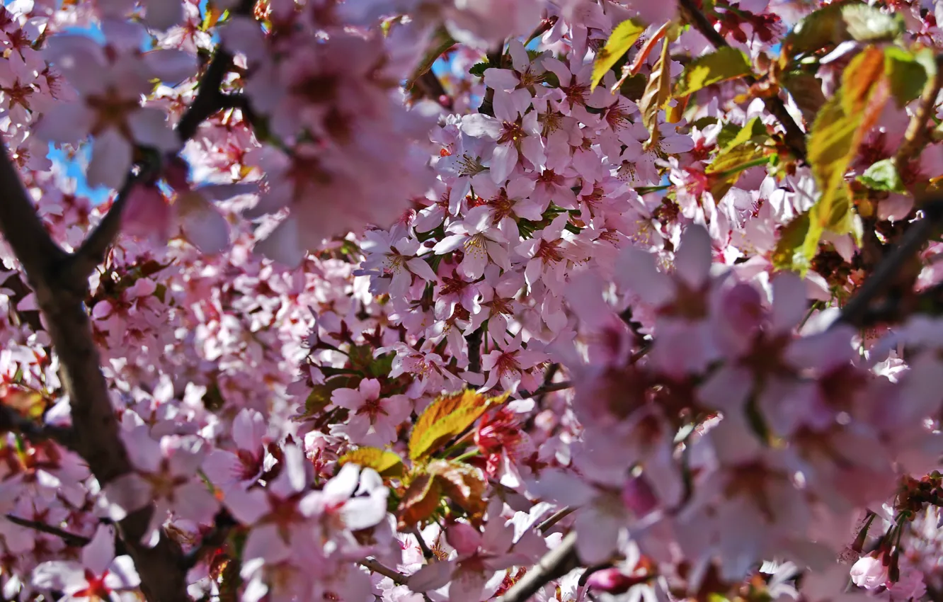 Фото обои цветы, дерево, розовый, лепестки, сакура, ярко, припрода