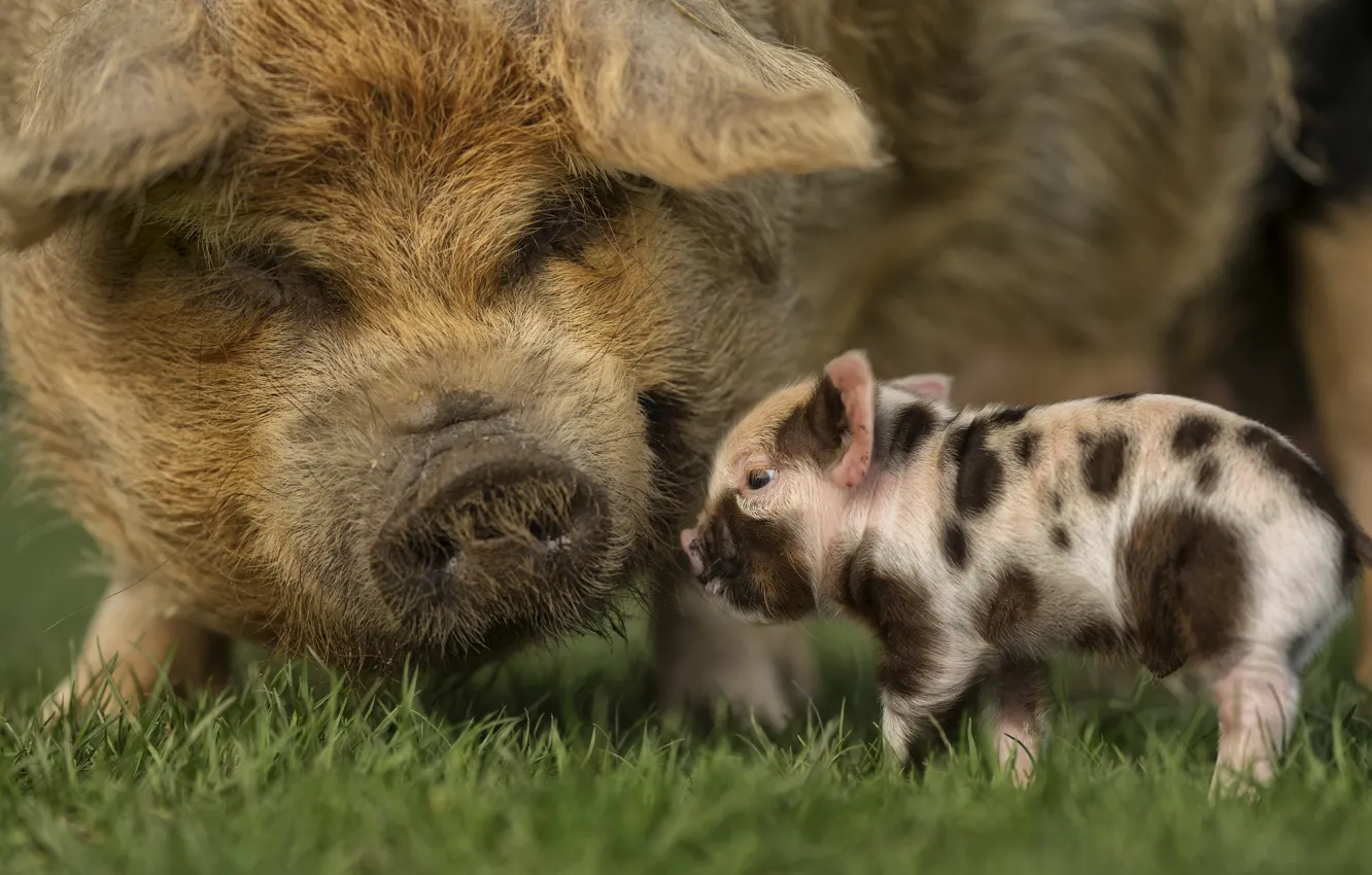 Фото обои трава, свинья, маленькая, свиньи