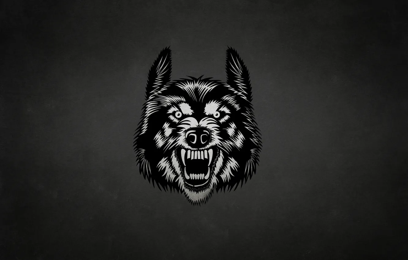 Фото обои морда, темный фон, волк, wolf