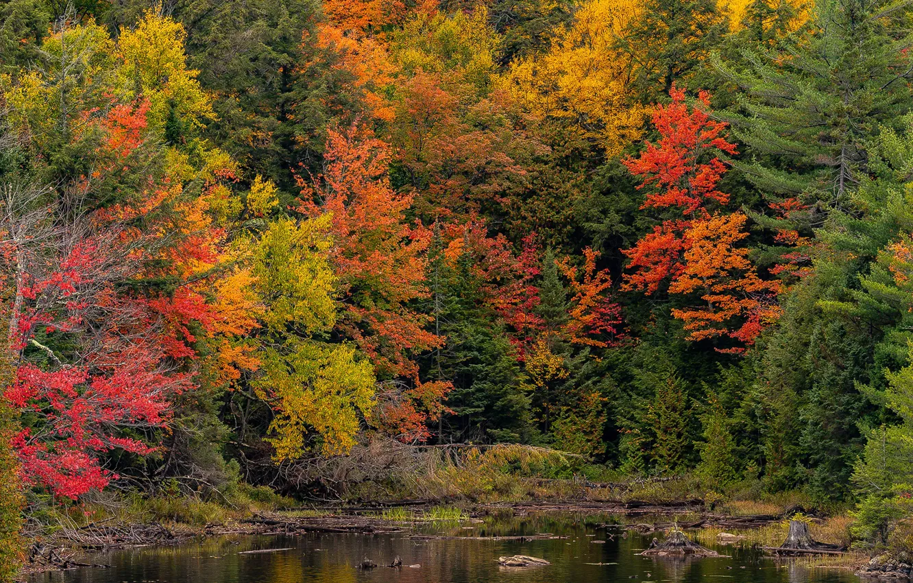 Фото обои осень, лес, деревья, пруд, парк, Канада, Ontario, Algonquin Park