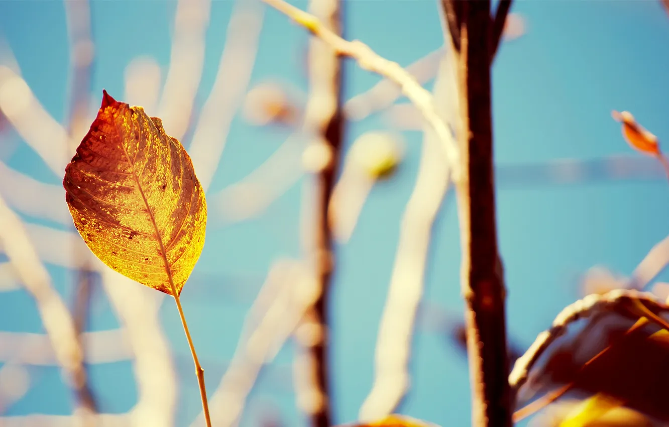Фото обои осень, свет, ветки, природа, лист, дерево, ветви, обои