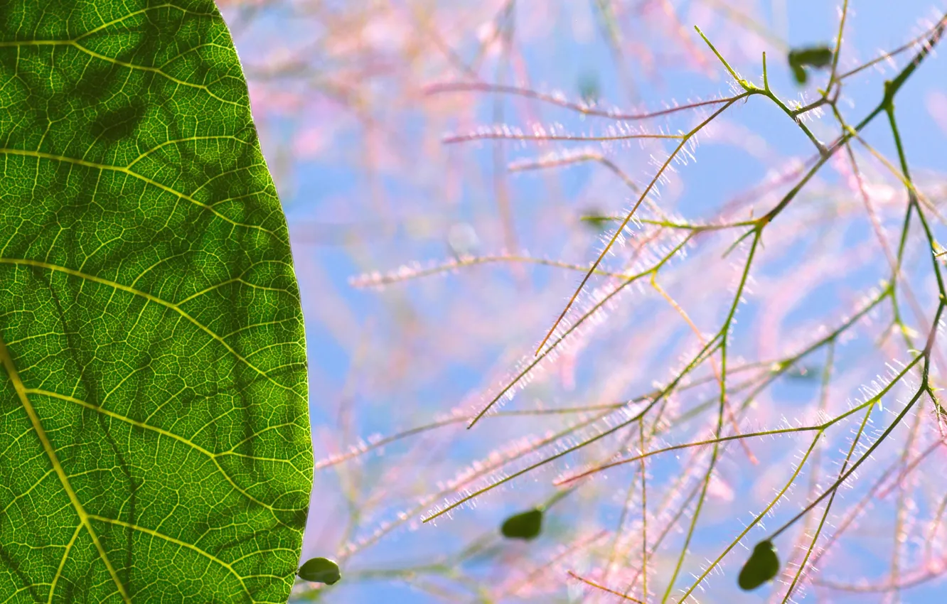 Фото обои макро, лист, растение, тень, Скумпия