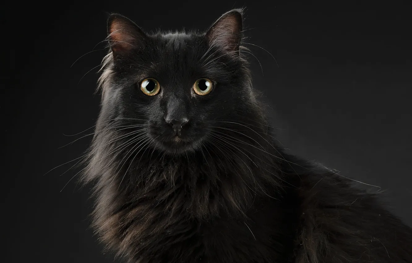 Фото обои кошка, кот, взгляд, морда, темный фон, черный, портрет, пушистый