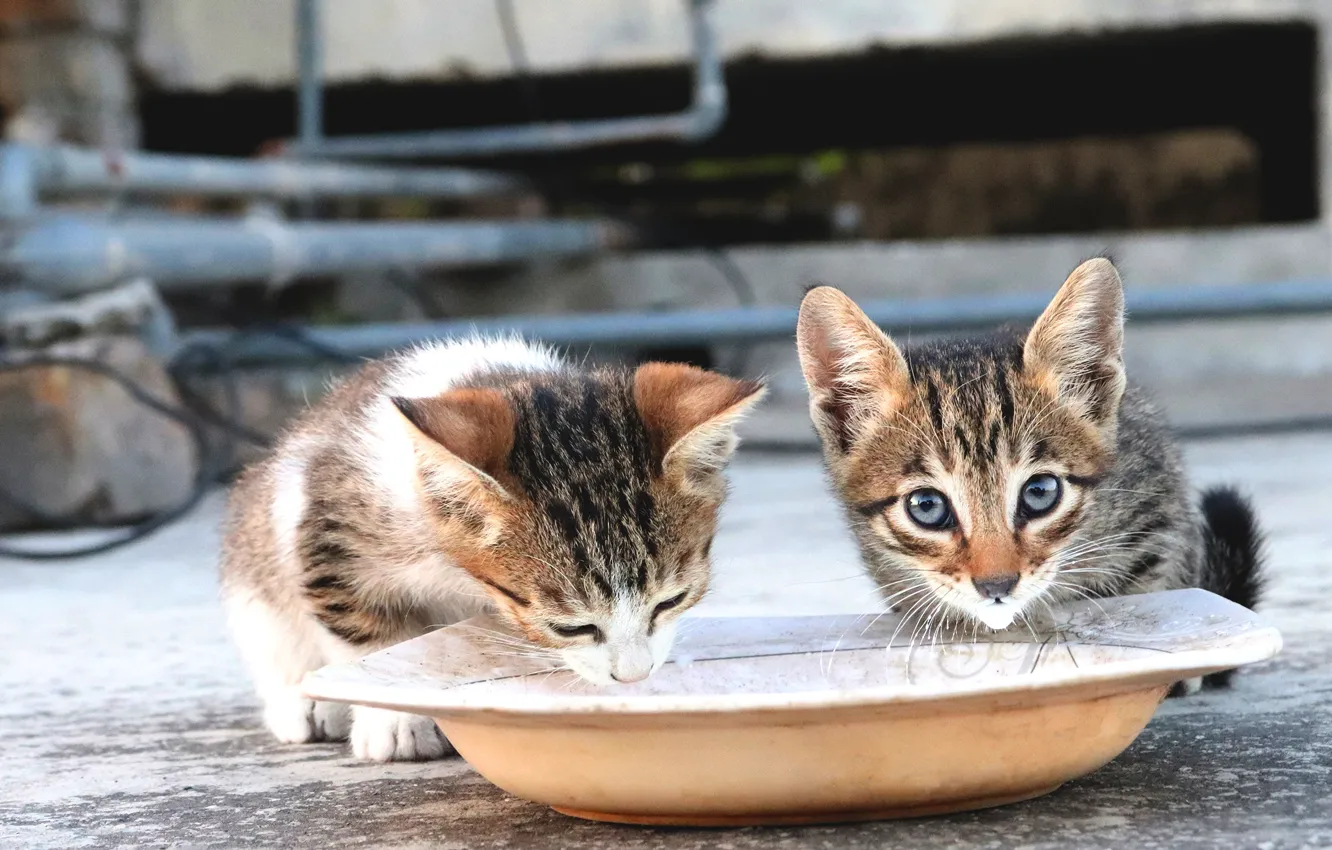 Фото обои дорога, кошка, кот, взгляд, морда, фон, улица, две