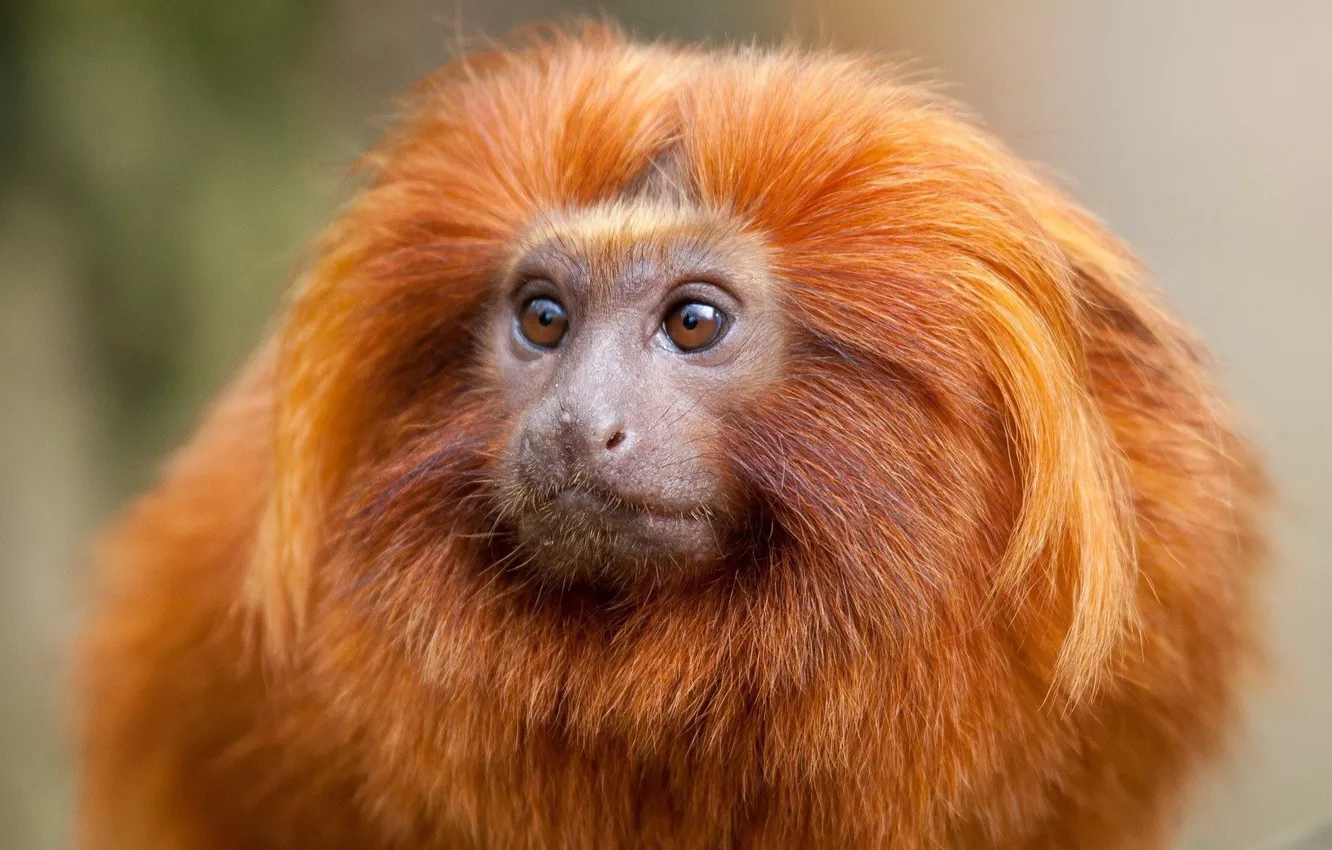 Фото обои monkey, fur, primate