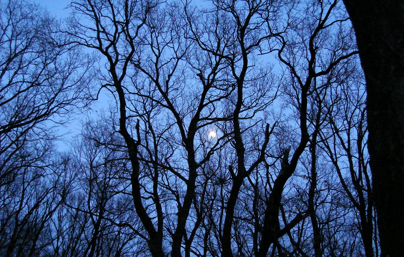 Фото обои деревья, луна, Moon