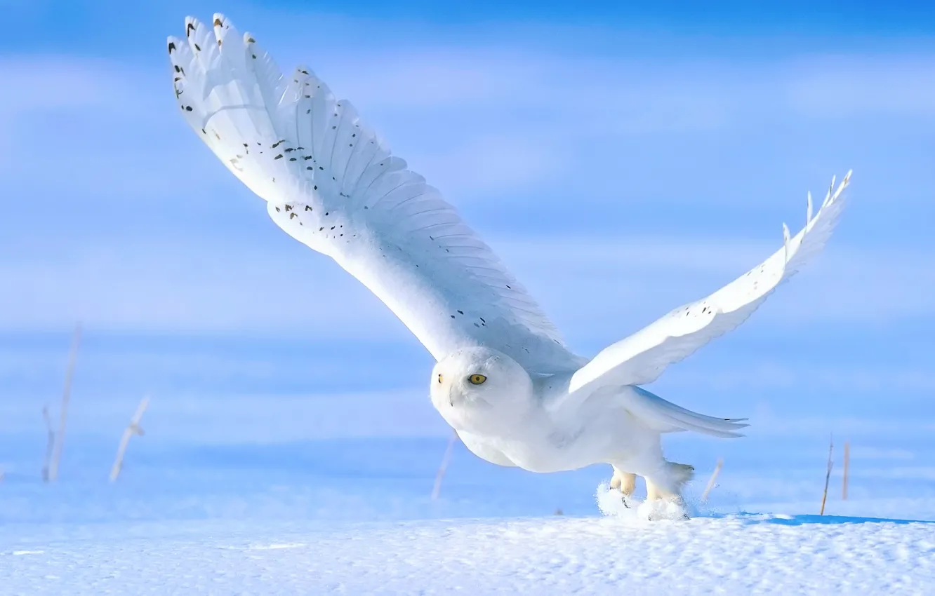 Фото обои зима, снег, сова, птица, взлёт, полярная сова