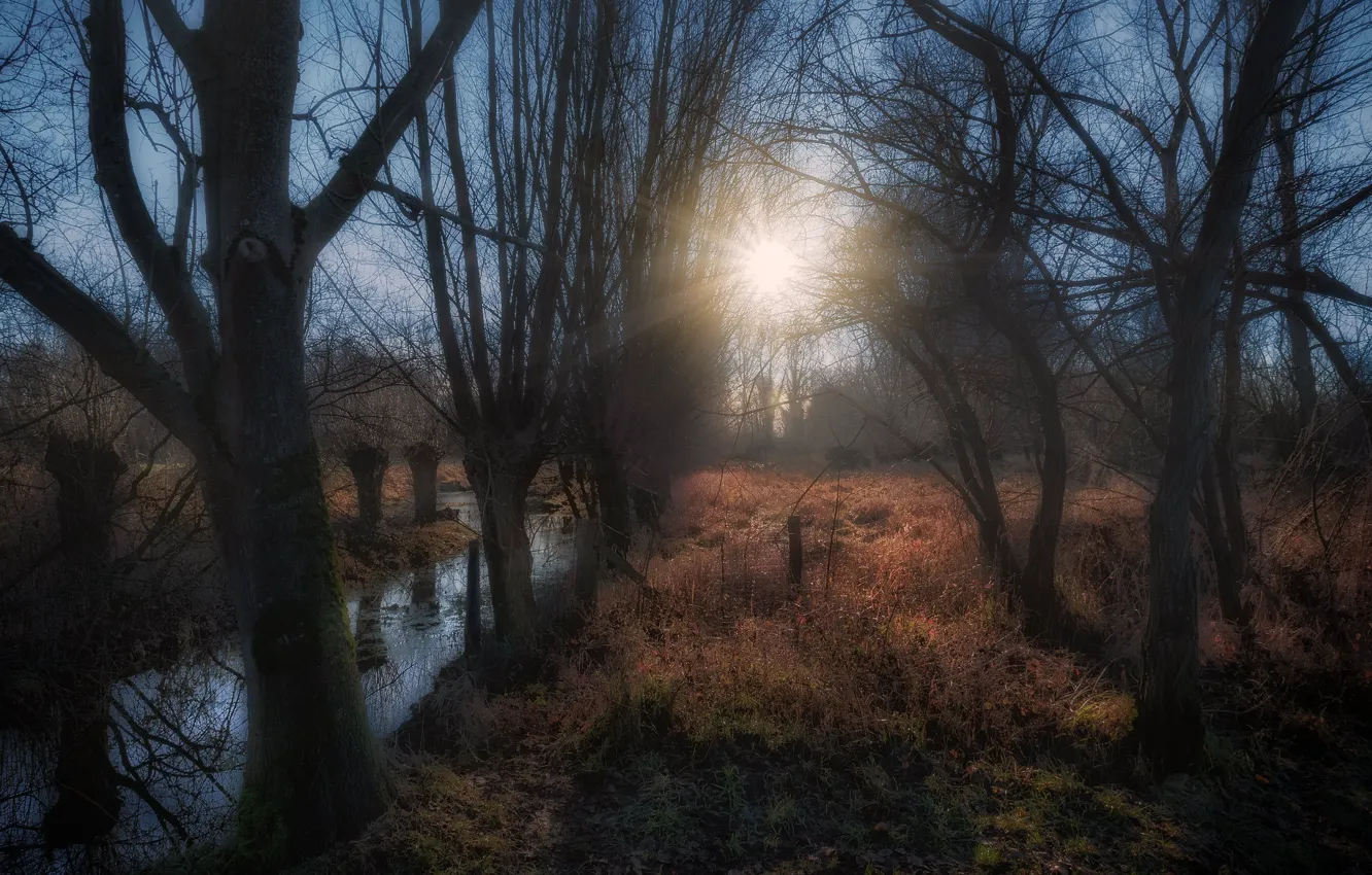 Фото обои свет, природа, река, утро