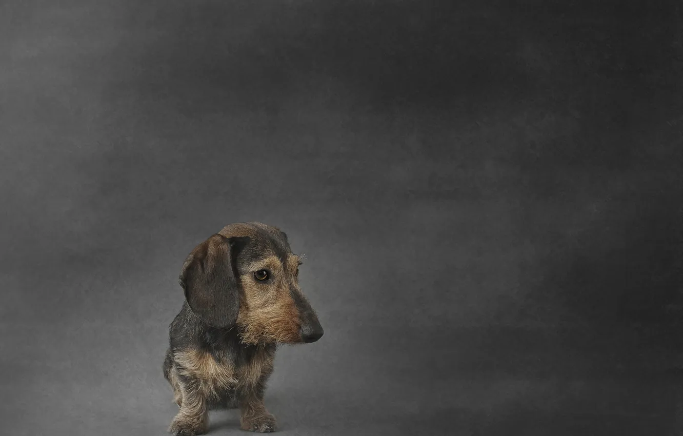 Фото обои взгляд, друг, собака, Wirehaired miniature Dachshund