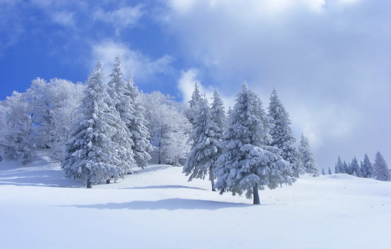 Фото обои зима, лес, небо, облака, снег, деревья, ель